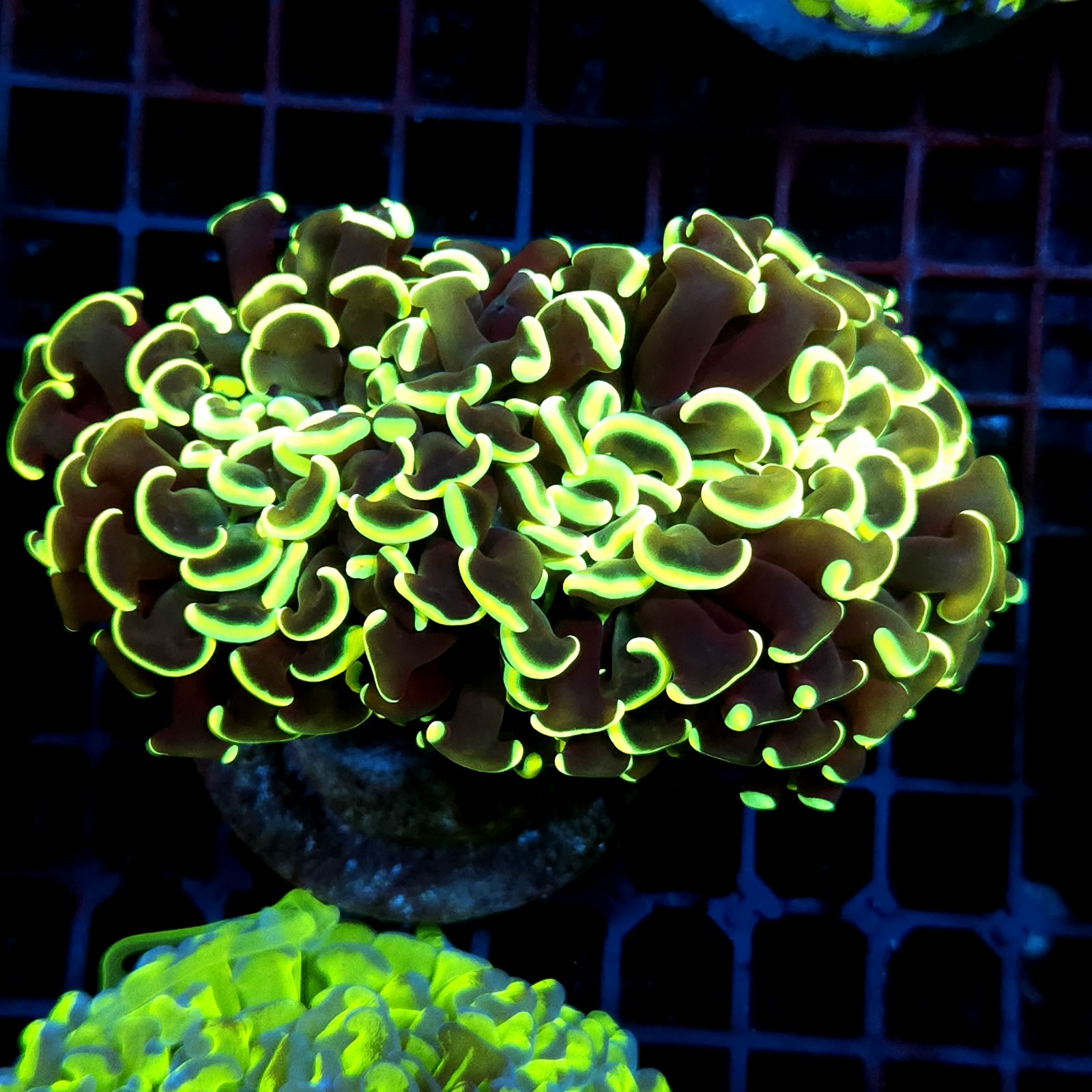 CC070 - Euphyllia ancora