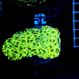 CC076 - Euphyllia ancora