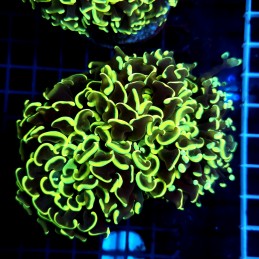 CC077 - Euphyllia paraancora
