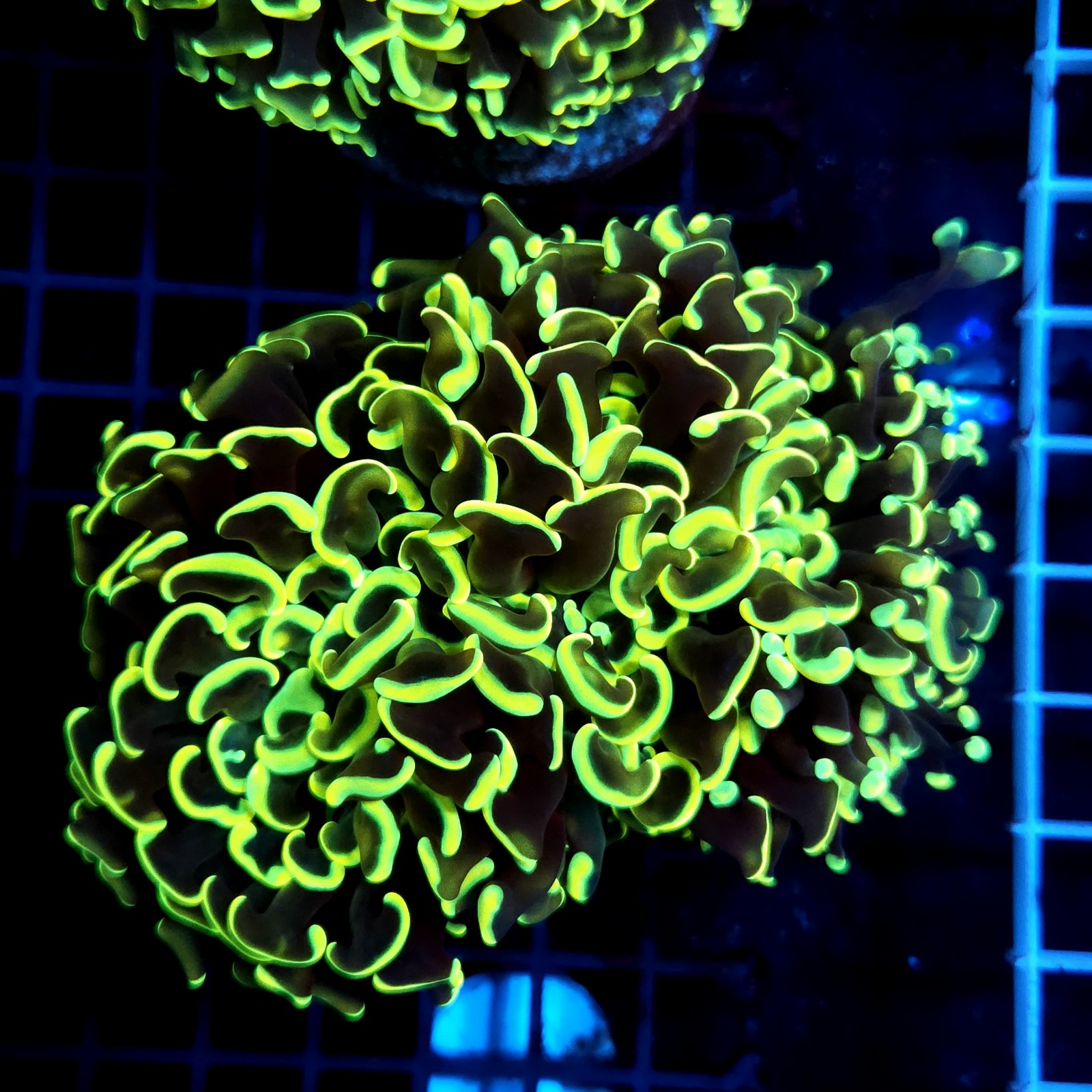CC077 - Euphyllia paraancora