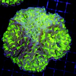 CC173 - Euphyllia paraancora