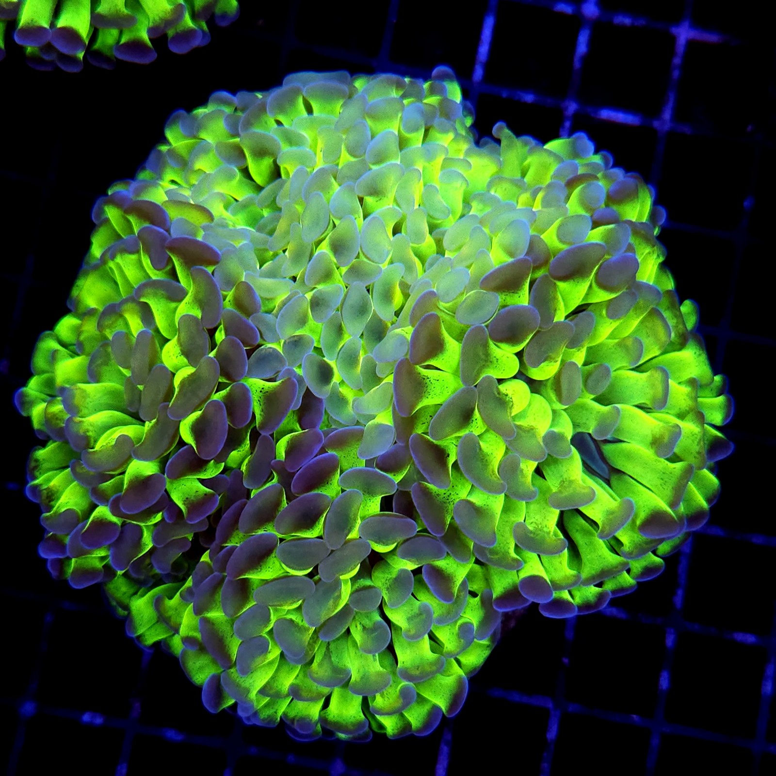 CC173 - Euphyllia paraancora