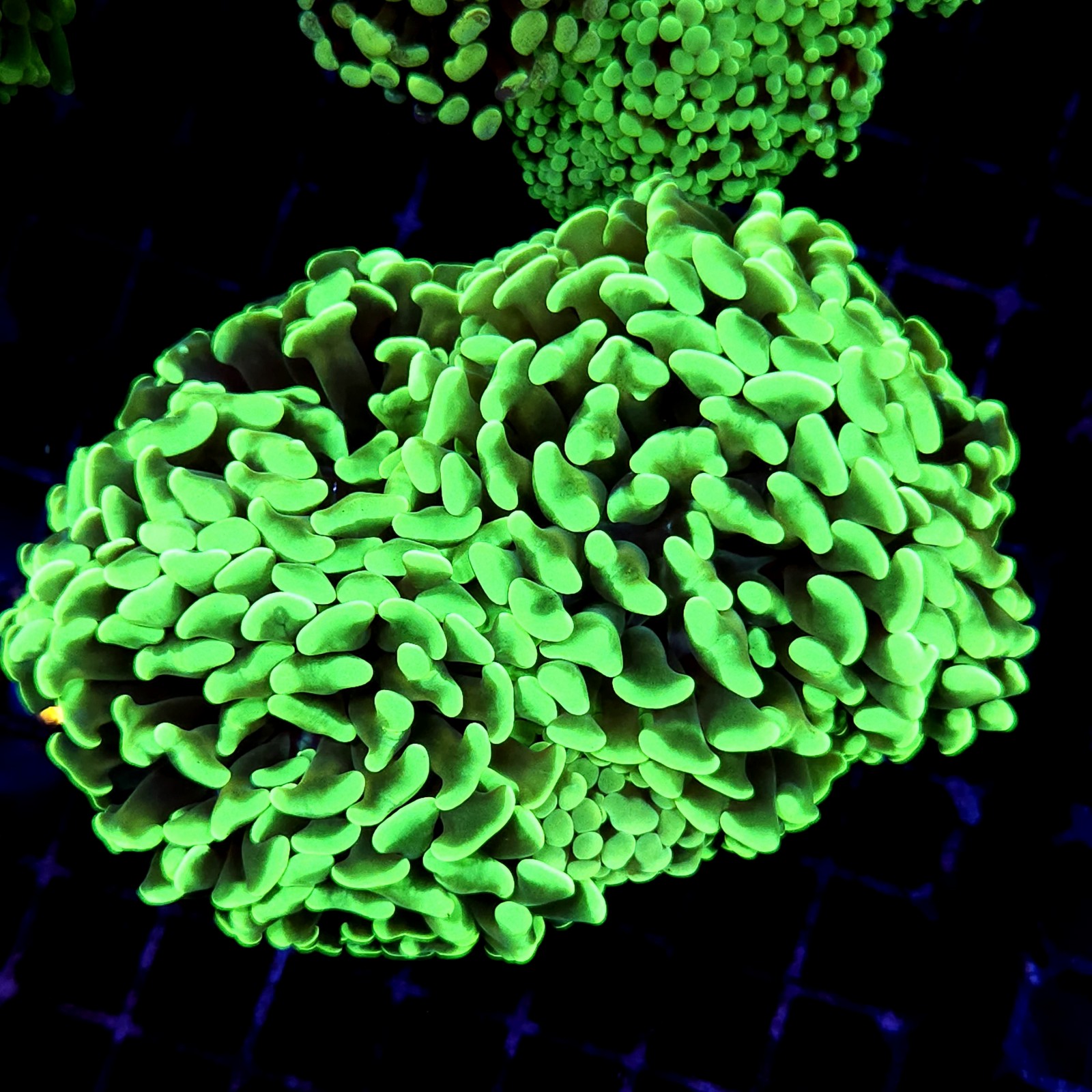 CC176 - Euphyllia paraancora