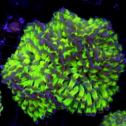 CC183 - Euphyllia paraancora