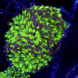 CC193 - Euphyllia paraancora