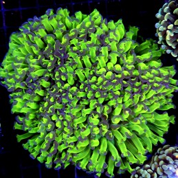 CC199 - Euphyllia paraancora