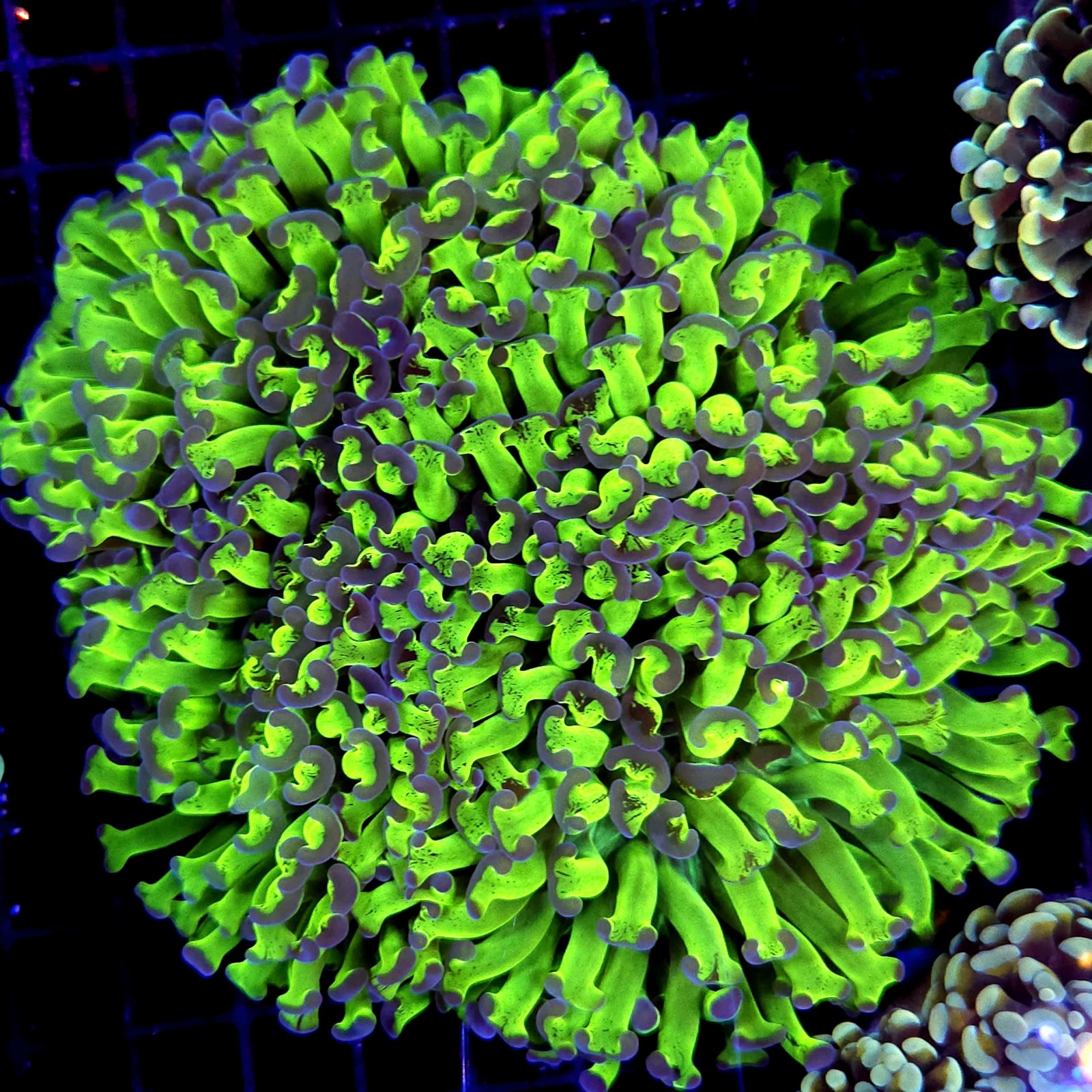 CC199 - Euphyllia paraancora