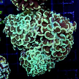 CC203 - Euphyllia paraancora