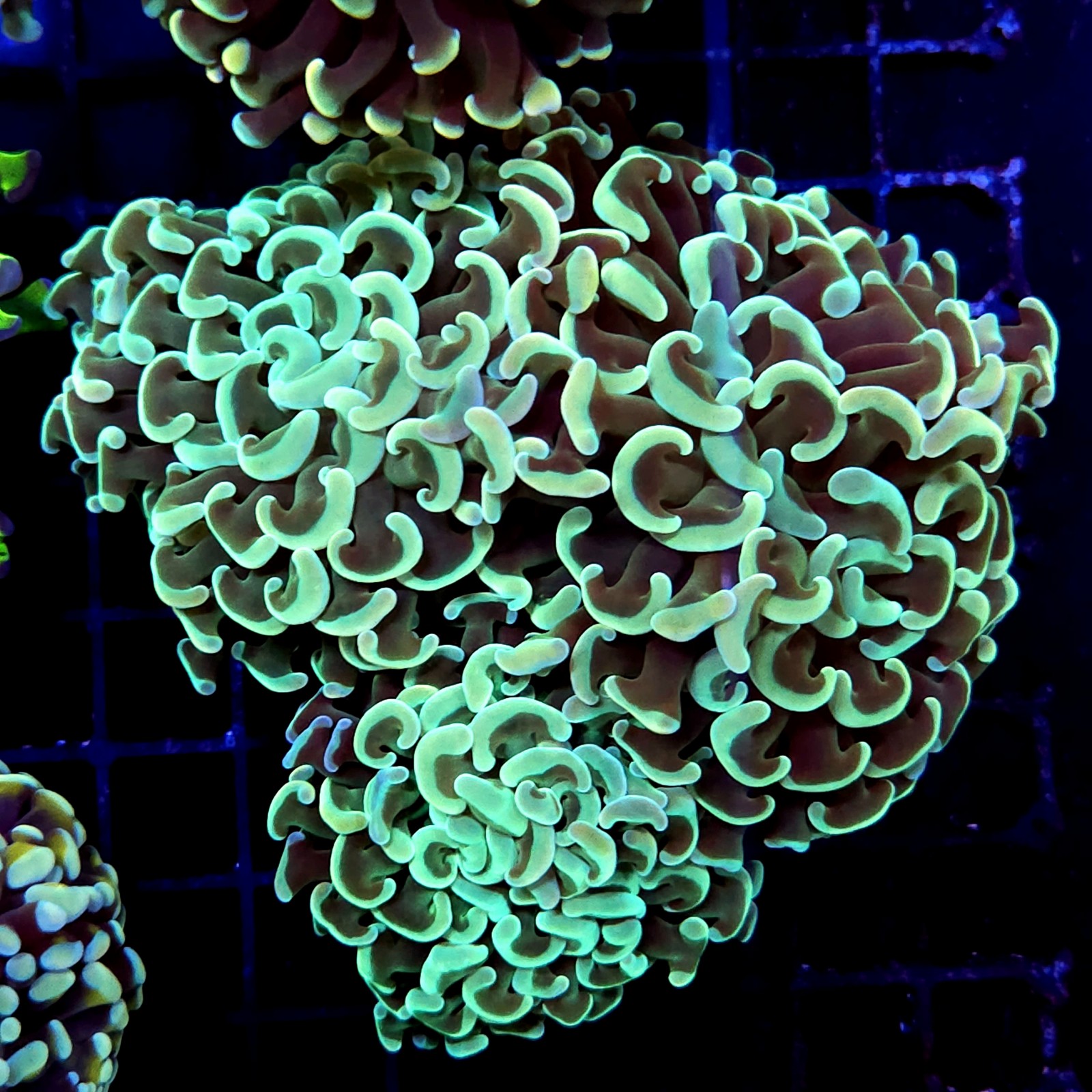 CC203 - Euphyllia paraancora