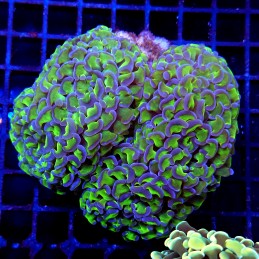 CC205 - Euphyllia paraancora