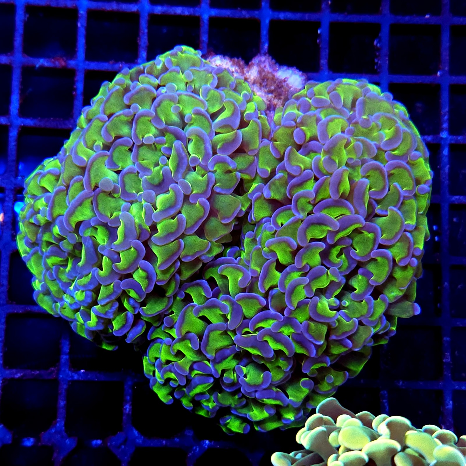 CC205 - Euphyllia paraancora