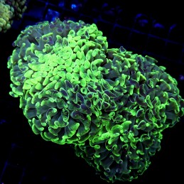CC209 - Euphyllia paraancora