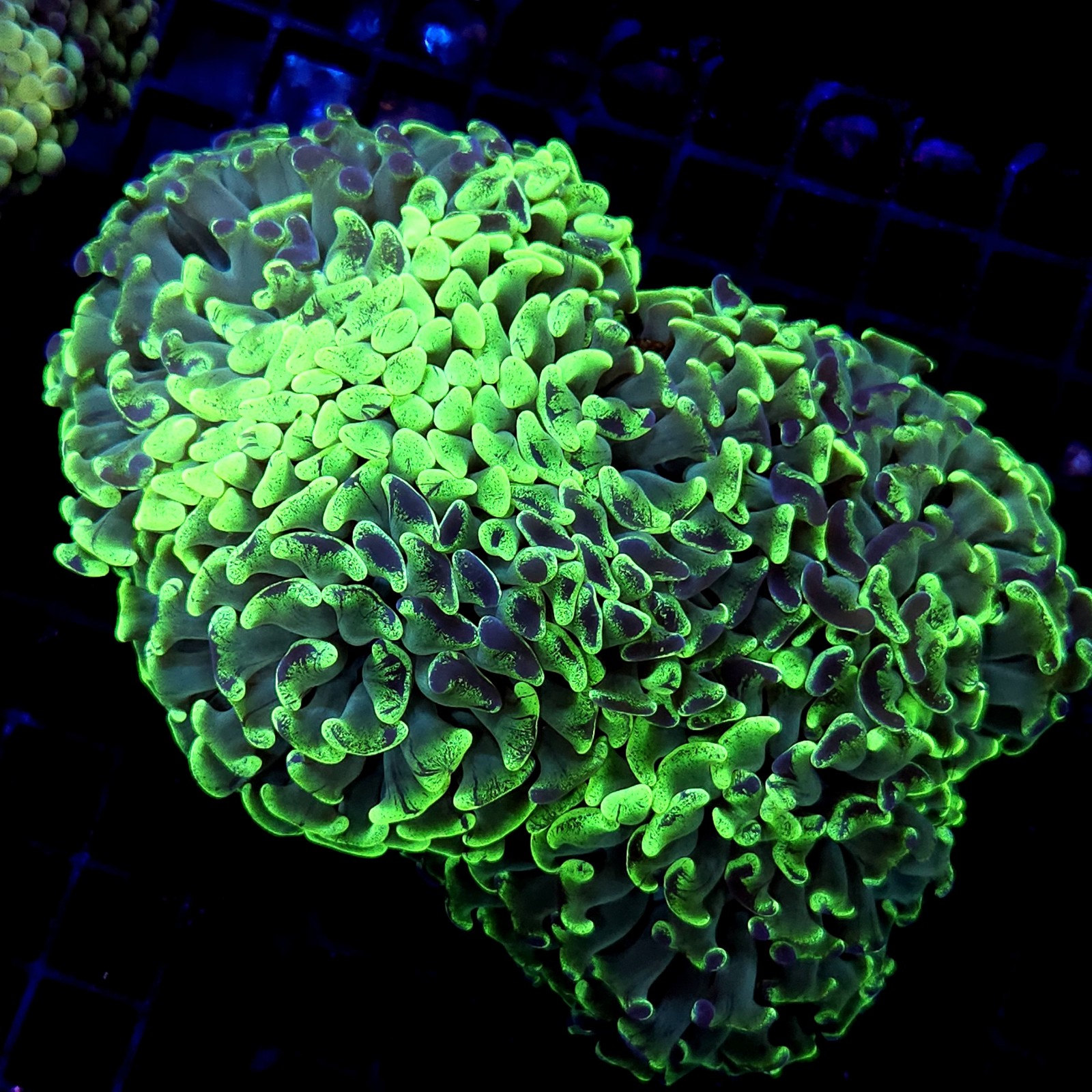 CC209 - Euphyllia paraancora