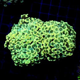 CC212 - Euphyllia paraancora