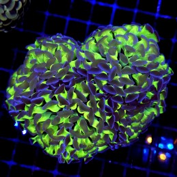 CC218 - Euphyllia paraancora