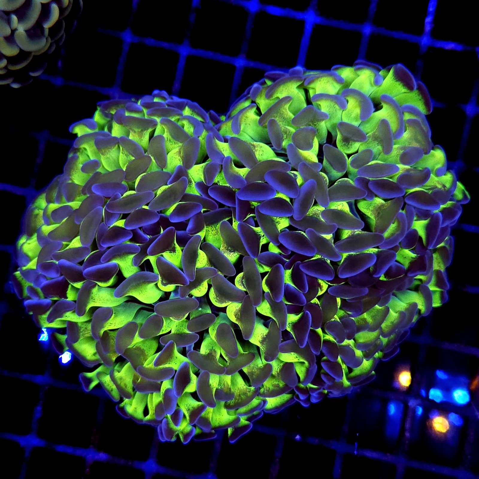 CC218 - Euphyllia paraancora