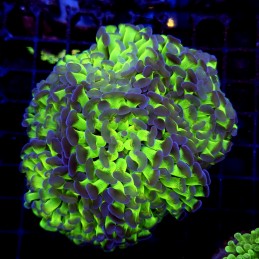 CC221 - Euphyllia paraancora