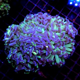 CC224 - Euphyllia paraancora