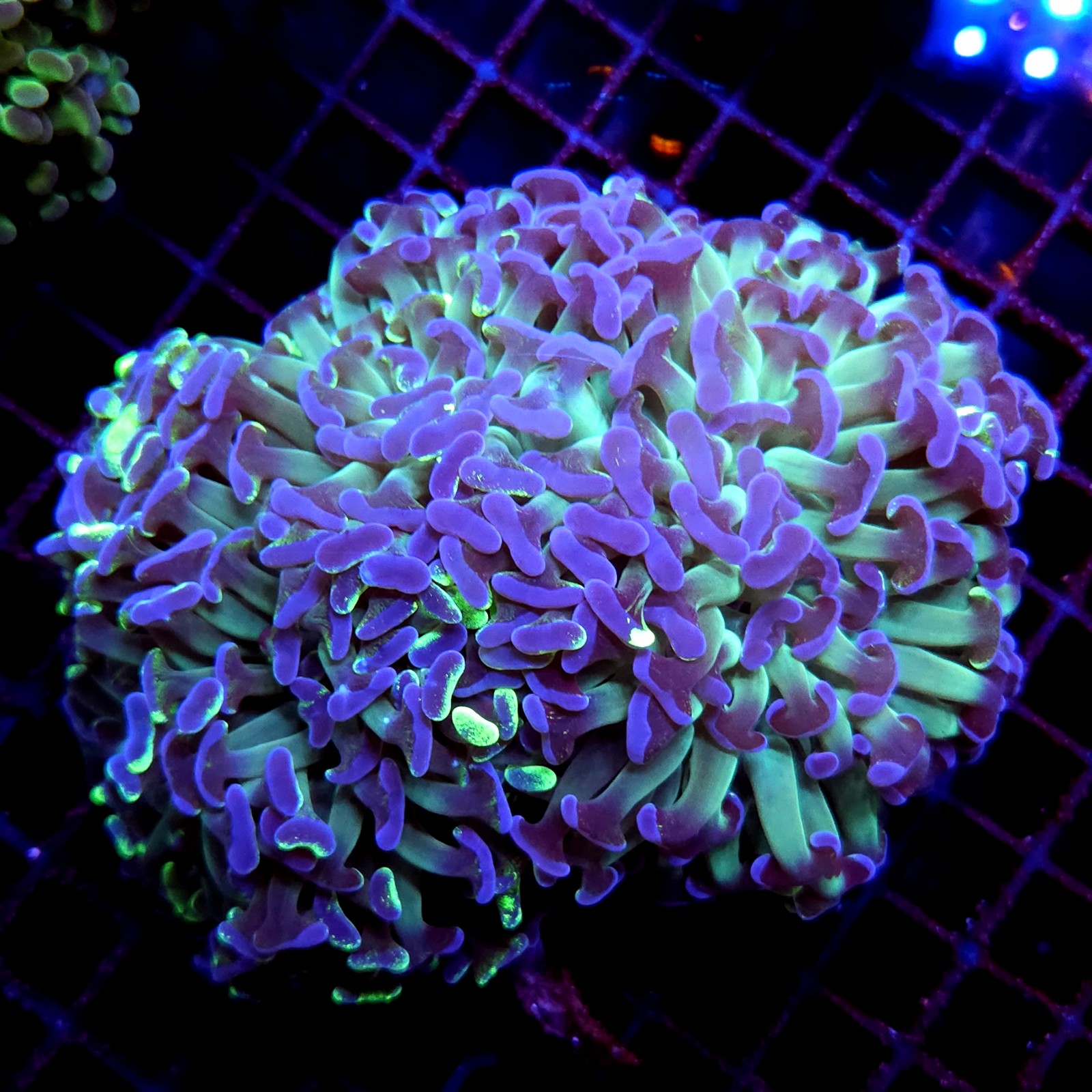CC224 - Euphyllia paraancora