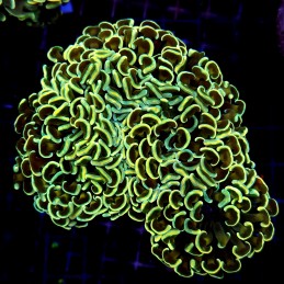 CC235 - Euphyllia paraancora