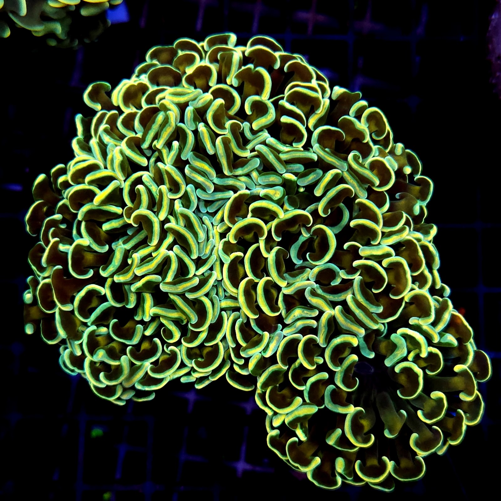 CC235 - Euphyllia paraancora