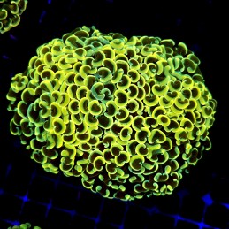 CC239 - Euphyllia paraancora