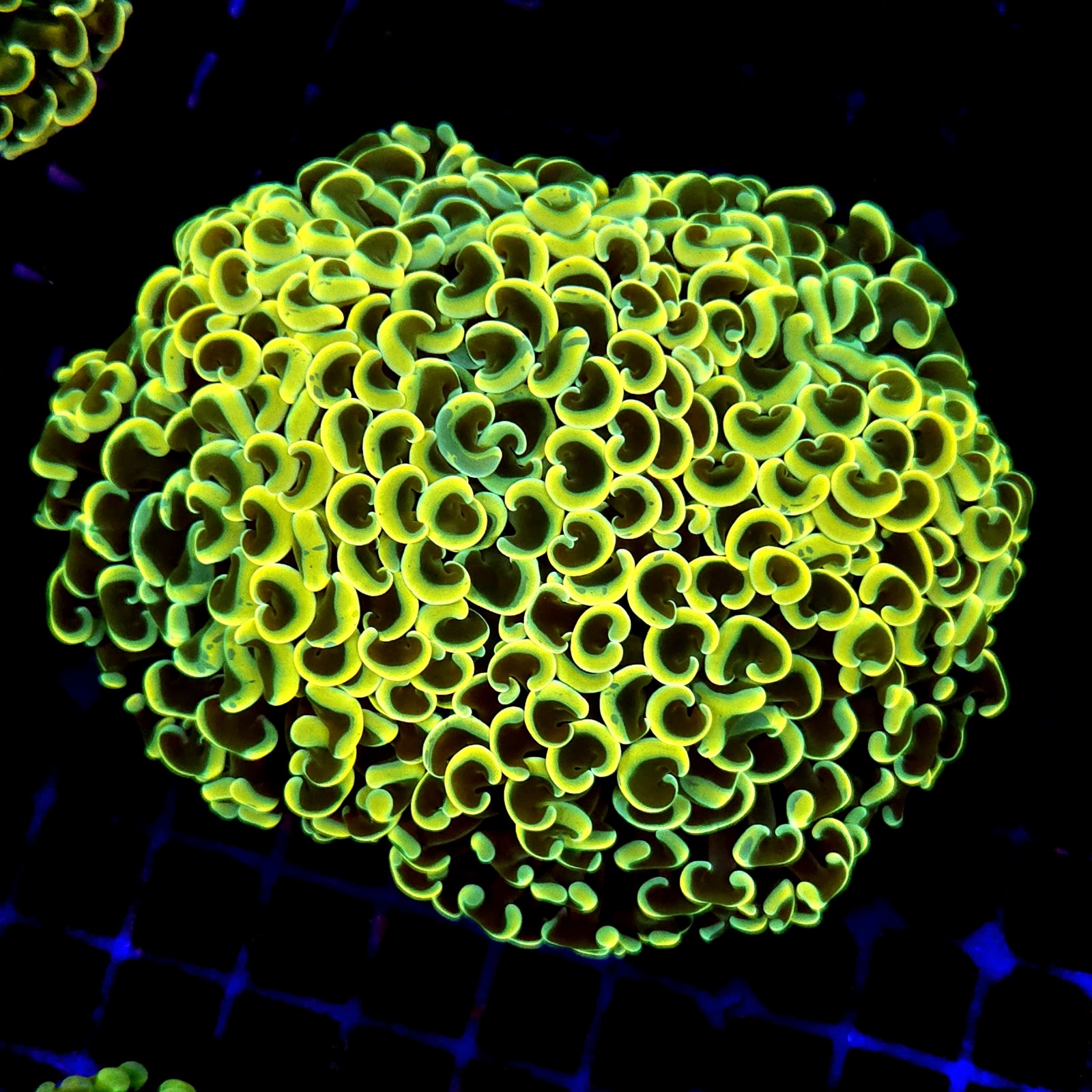 CC239 - Euphyllia paraancora