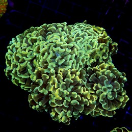 CC242 - Euphyllia paraancora