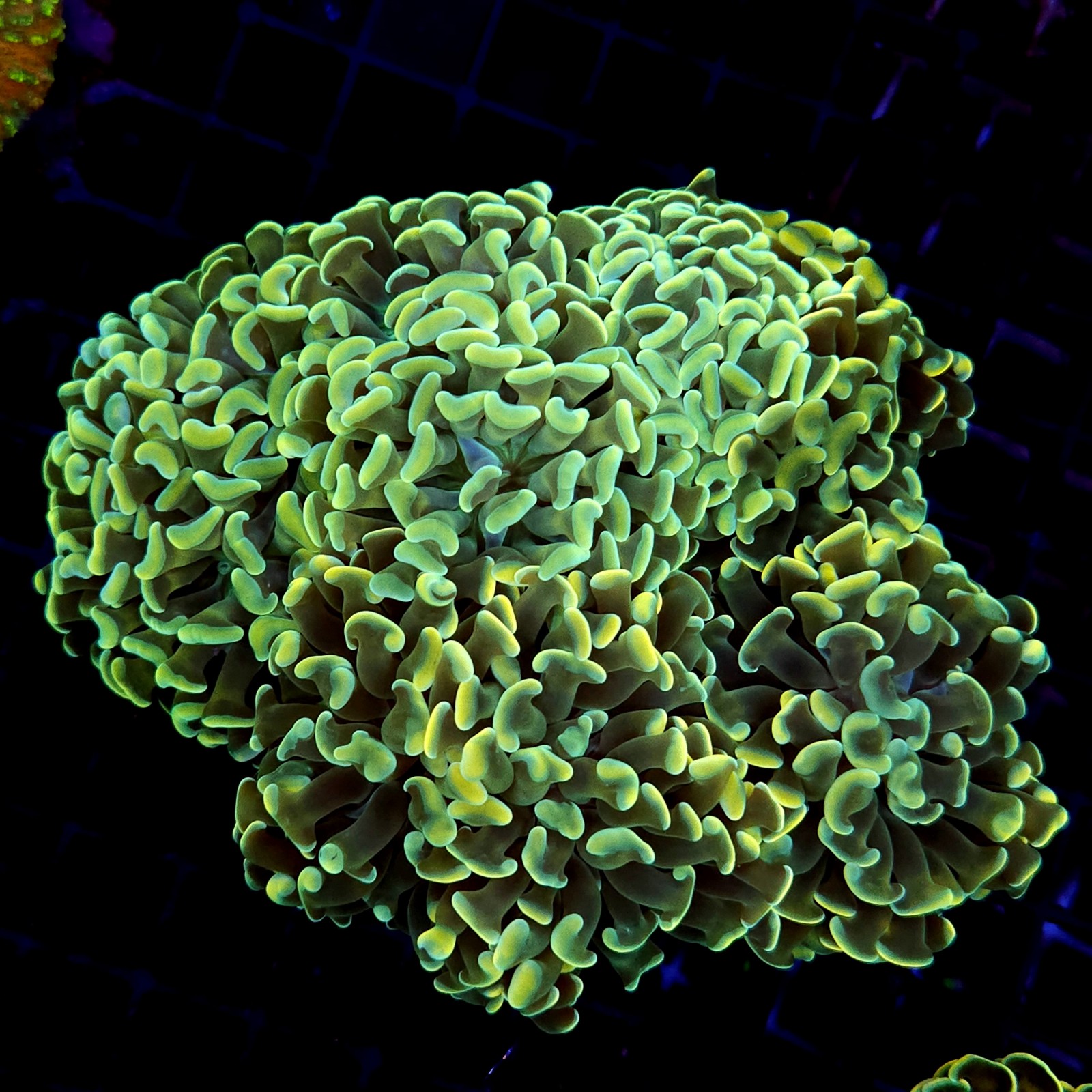 CC242 - Euphyllia paraancora