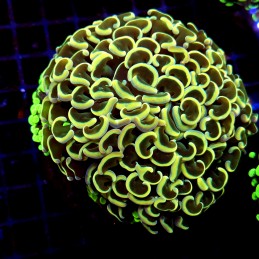 CC244 - Euphyllia paraancora