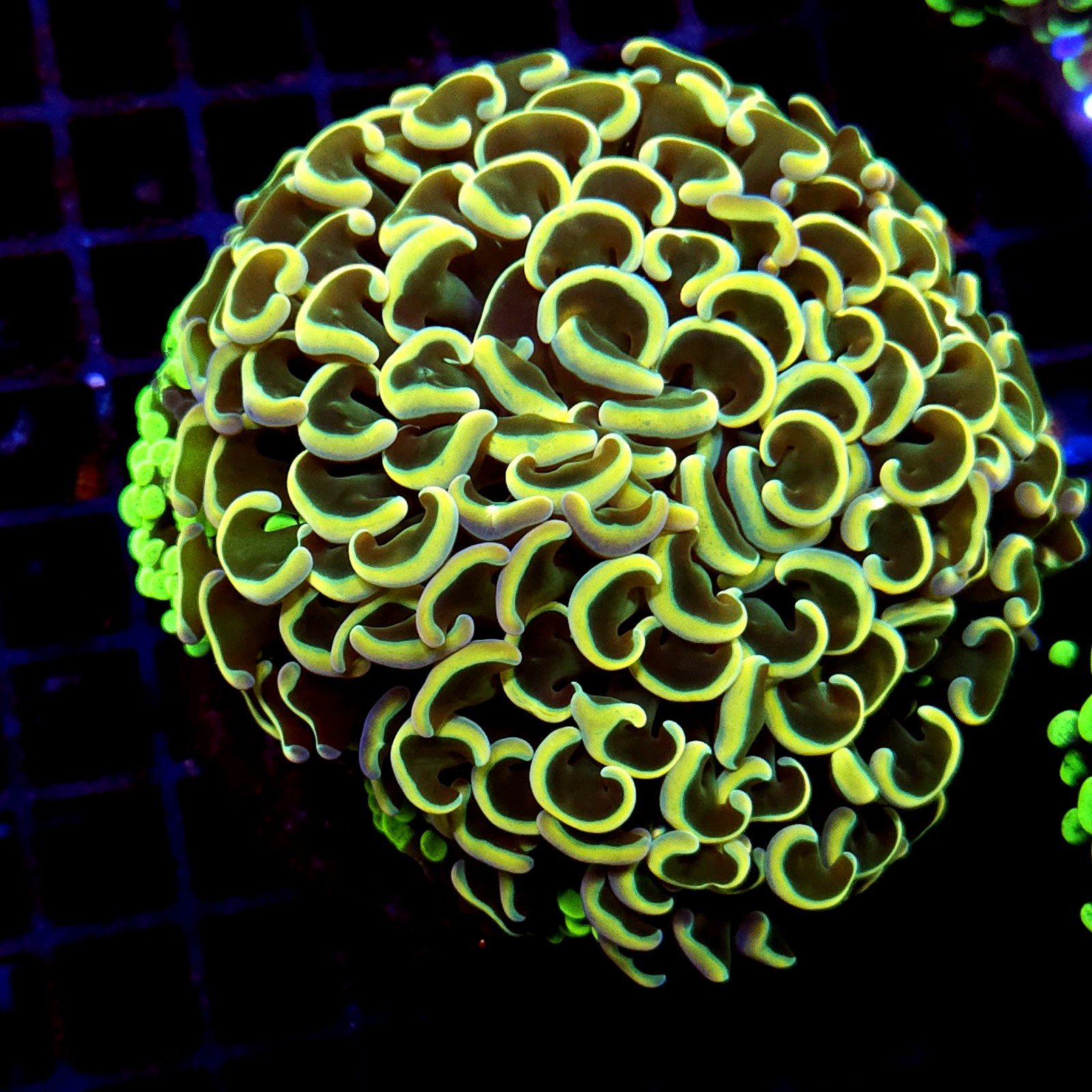 CC244 - Euphyllia paraancora