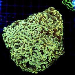 CC245 - Euphyllia paraancora