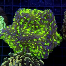CC403 - Euphyllia paraancora