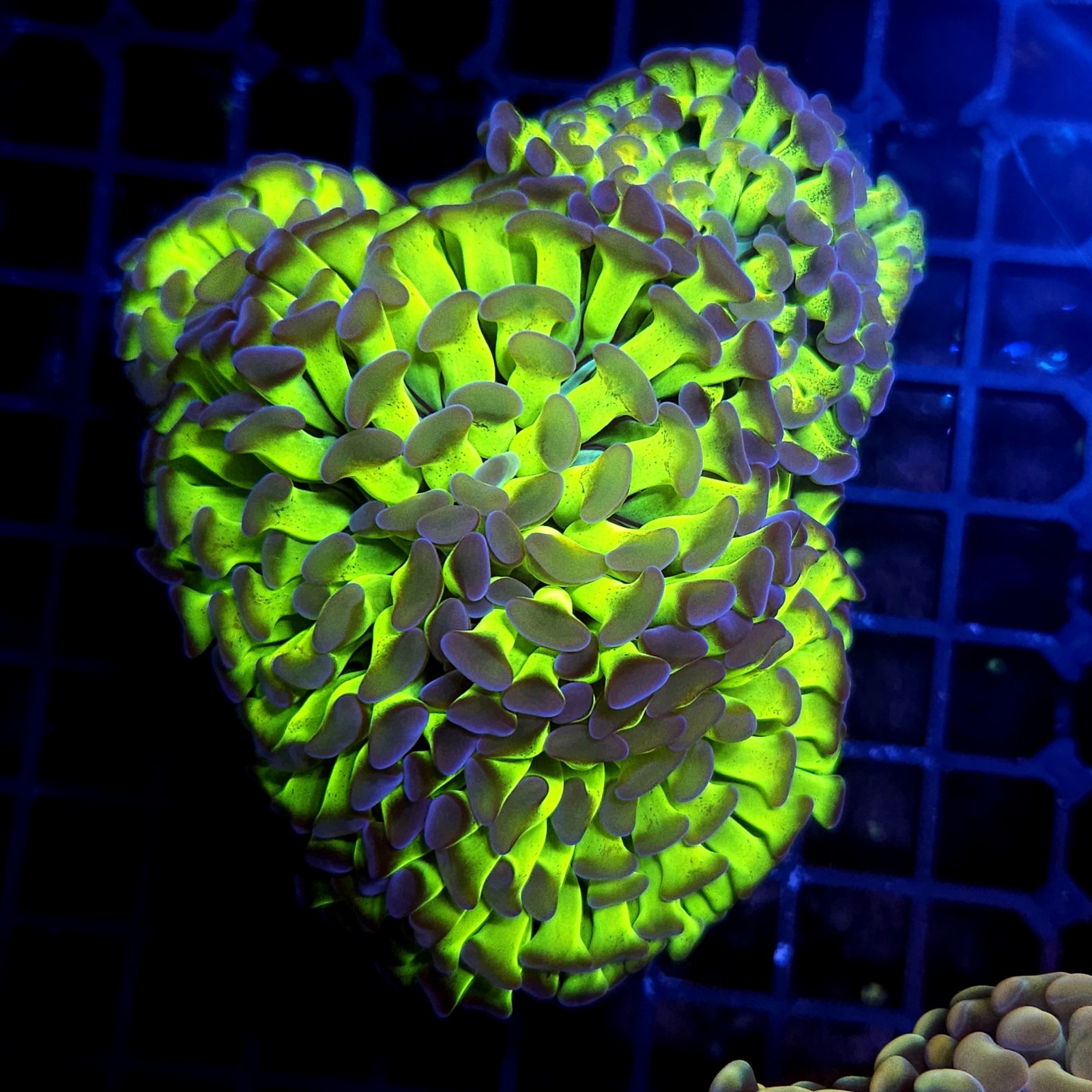 CC420 - Euphyllia paraancora