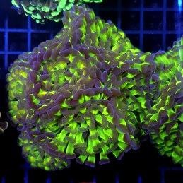 CC426 - Euphyllia paraancora