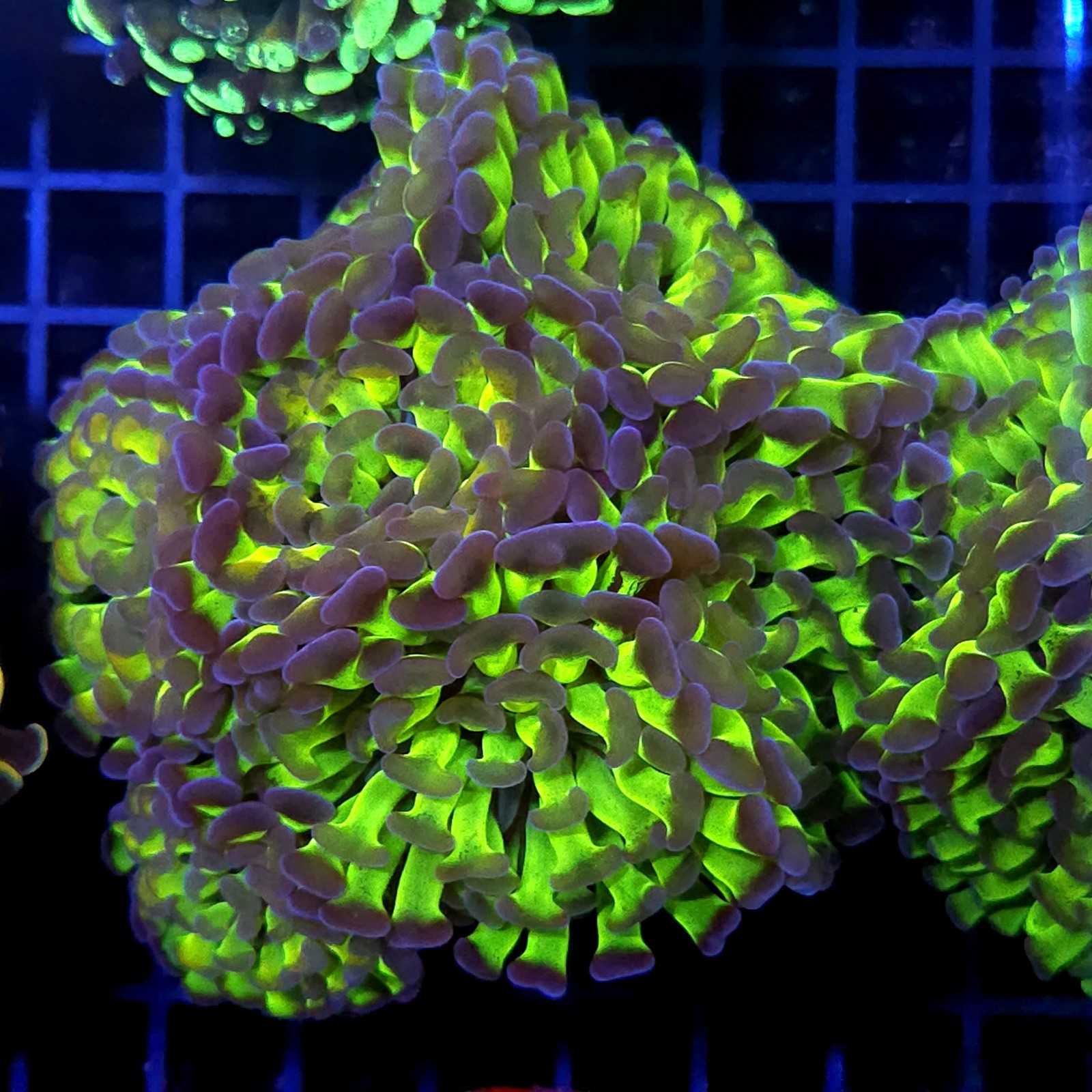 CC426 - Euphyllia paraancora