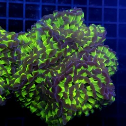 CC428 - Euphyllia paraancora