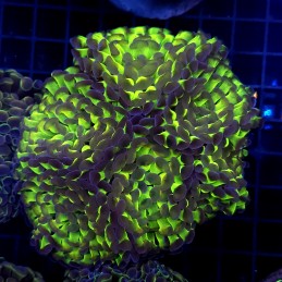 CC438 - Euphyllia paraancora