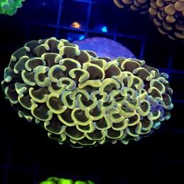 CC439 - Euphyllia paraancora
