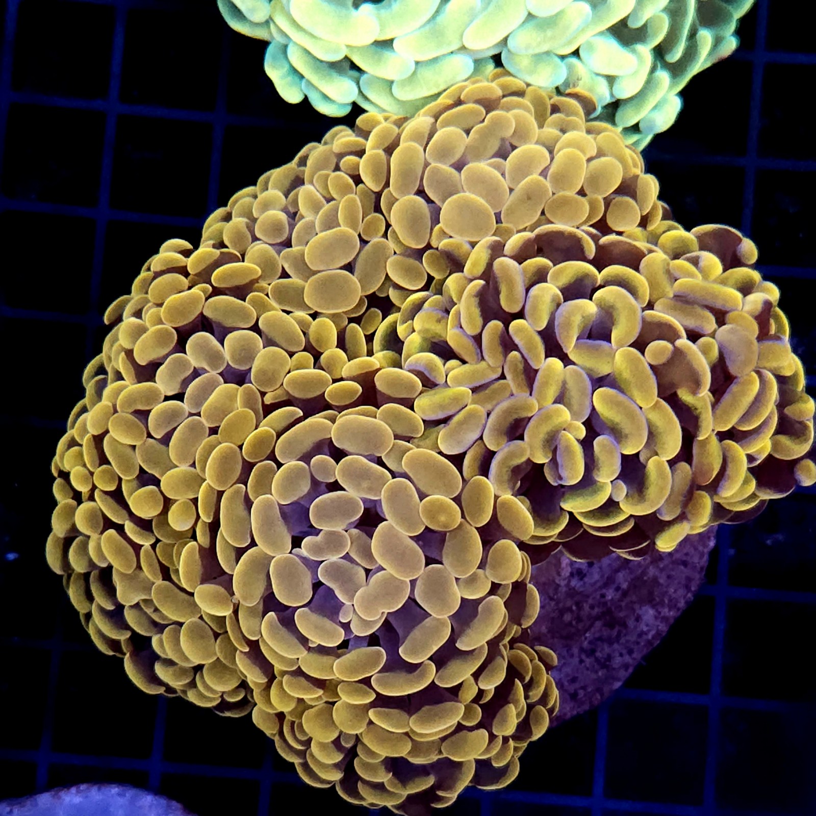 CC440 - Euphyllia paraancora
