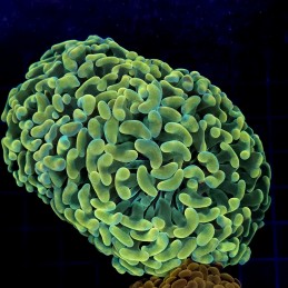CC441 - Euphyllia paraancora
