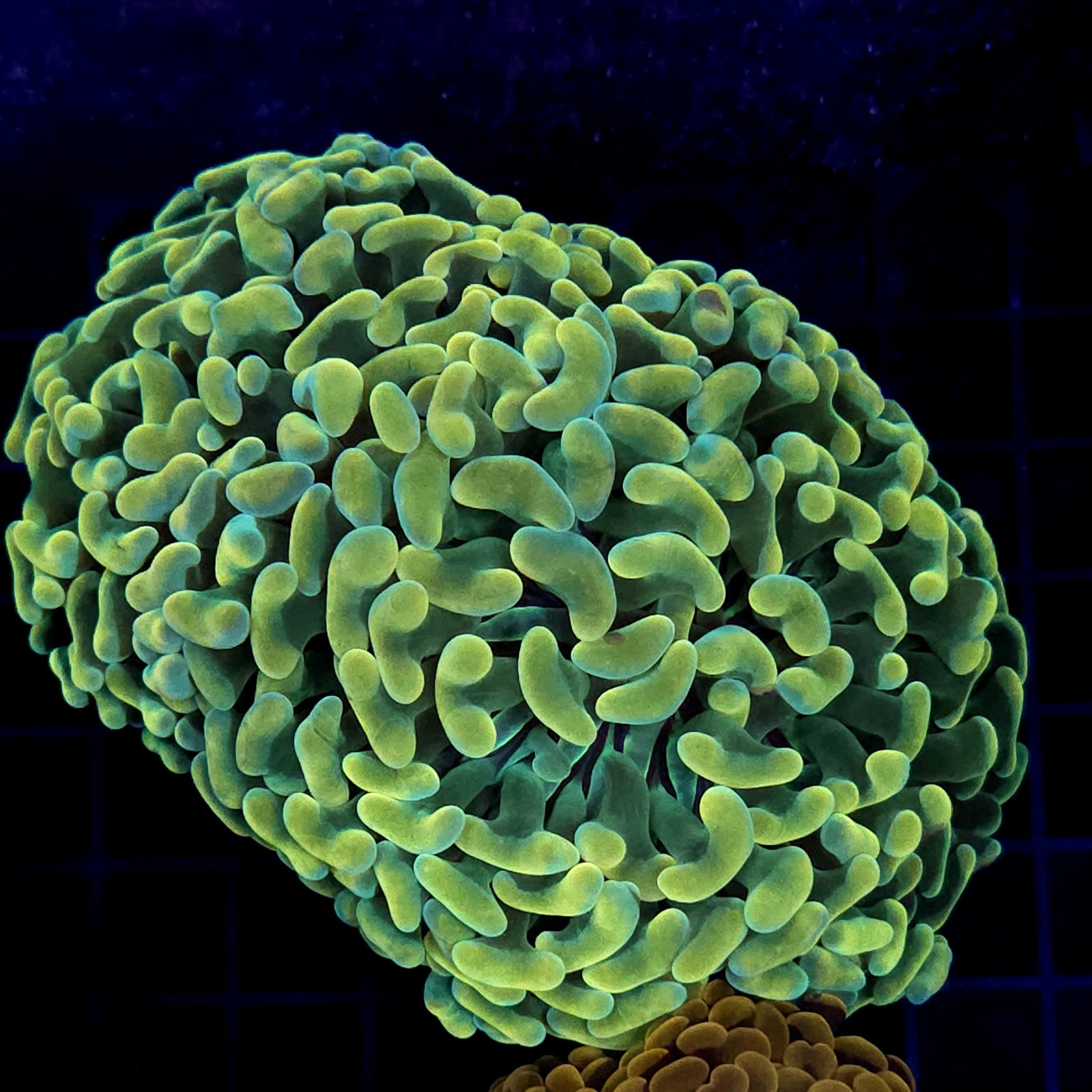 CC441 - Euphyllia paraancora