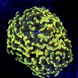 CC443 - Euphyllia paraancora
