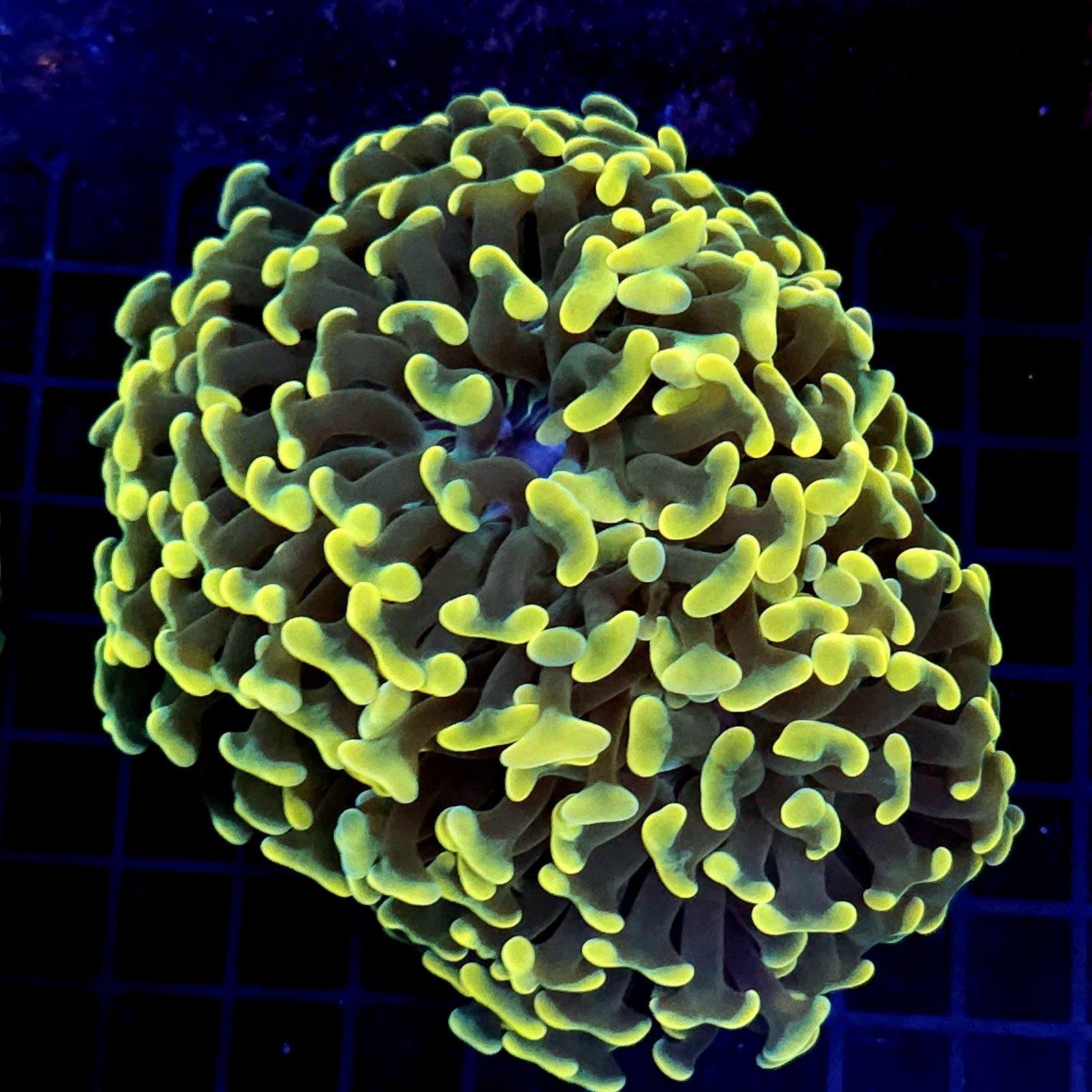 CC443 - Euphyllia paraancora