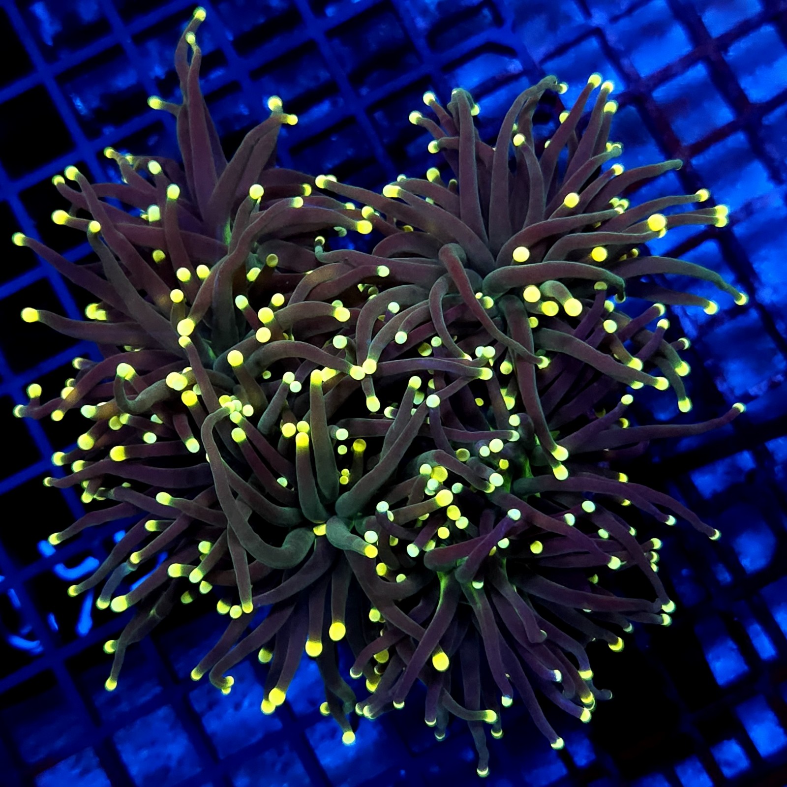 CC001 - Euphyllia glabrescens