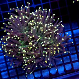 CC002 - Euphyllia glabrescens