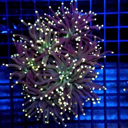 CC003 - Euphyllia glabrescens