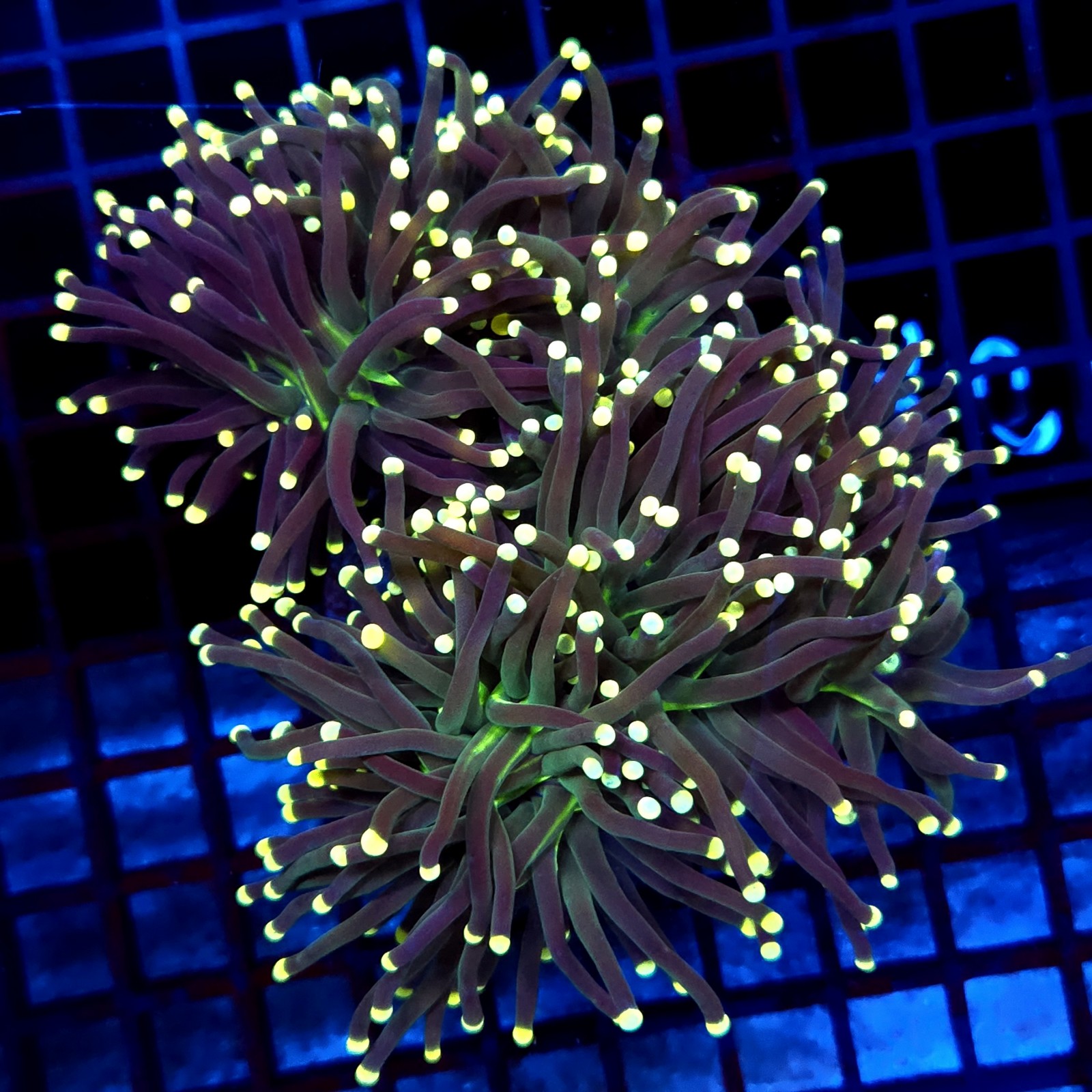 CC004 - Euphyllia glabrescens