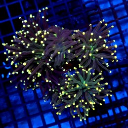 CC005 - Euphyllia glabrescens