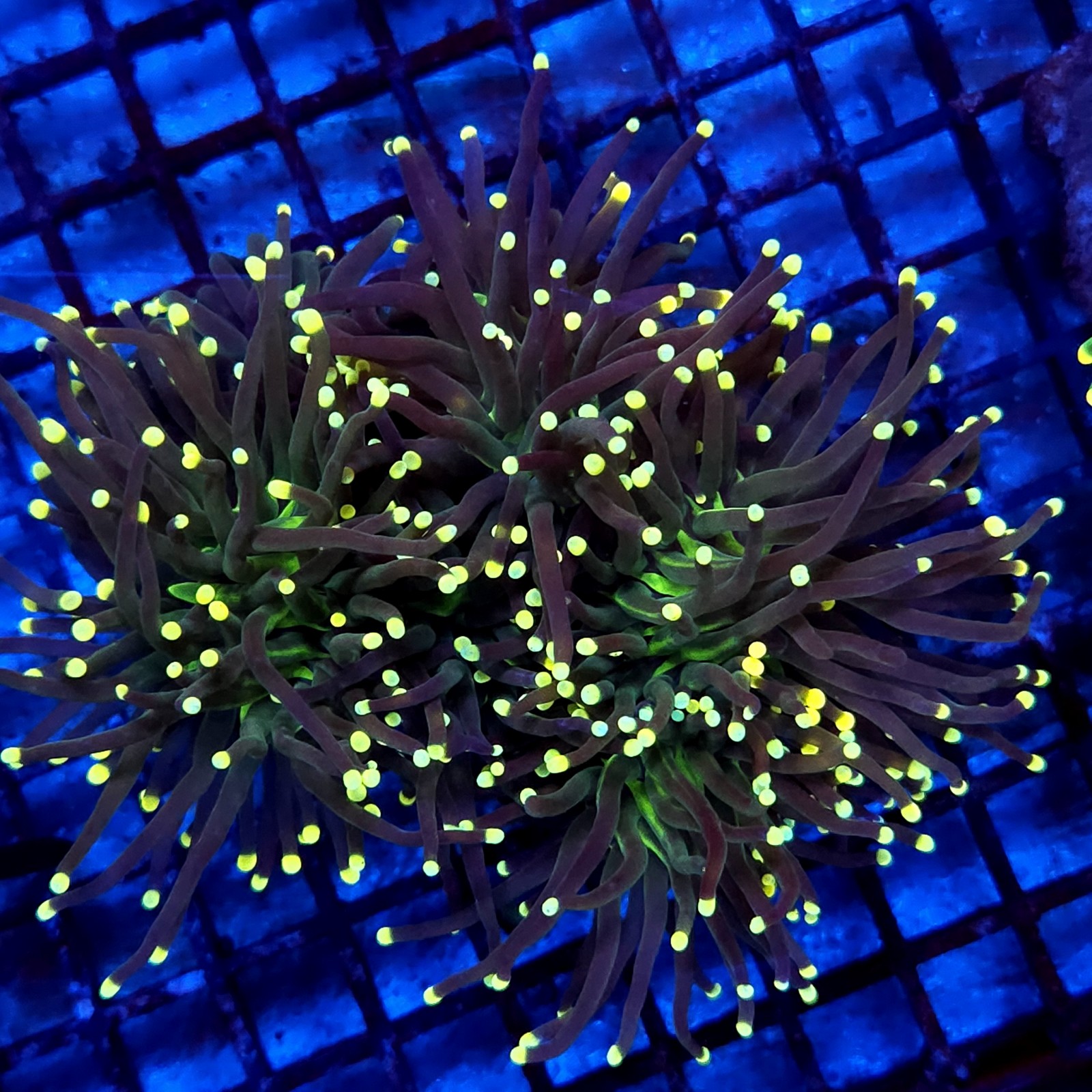 CC006 - Euphyllia glabrescens